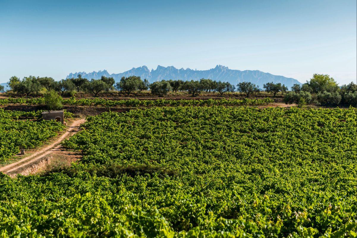 Producer Profile: Gramona